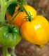 BIO Rajče Heart of Gold - Solanum lycopersicum - bio semena rajčete - 10 ks