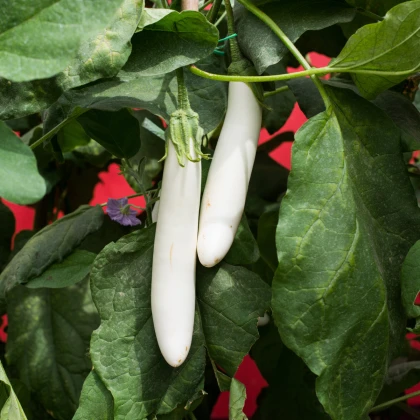 Lilek Bílý Rytíř F1 - Solanum aethiopicum - semena lilku - 10 ks