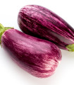 Lilek okrasný Tsakoniki - Solanum melongena - semena lilku - 10 ks