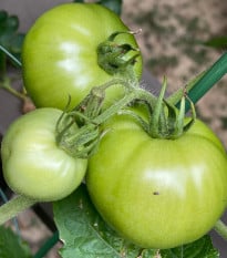 BIO Rajče White Beauty - Solanum lycopersicum - bio semena rajčete - 20 ks