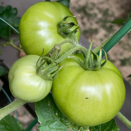 BIO Rajče White Beauty - Solanum lycopersicum - bio semena rajčete - 20 ks