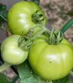BIO Rajče White Beauty - Solanum lycopersicum - bio semena rajčete - 20 ks