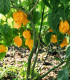 Chilli Carolina Reaper yellow - Capsicum chinense - semena chilli - 5 ks