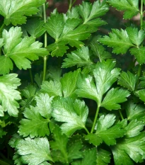 Petržel Gigante d' Italia - Petroselinum crispum - semena petržele - 300 ks
