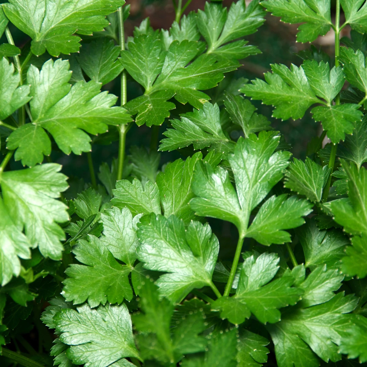 Petržel Gigante d' Italia - Petroselinum crispum - semena petržele - 300 ks