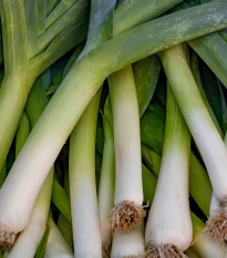 Pór letní Bystrín F1 - Allium porrum - semena póru - 70 ks