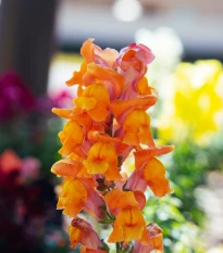 Hledík větší oranžový - Antirrhinum majus - semena hledíku - 20 ks
