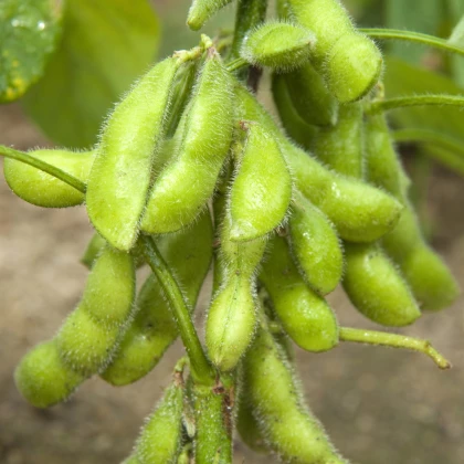 BIO Sója luštinatá Hokkai Green - Glycine max - bio semena sóji - 20 ks