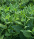 BIO Špenát novozélandský - Tetragonia tetragonoides - bio semena špenátu - 30 ks
