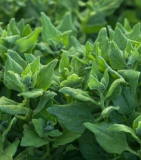 BIO Špenát novozélandský - Tetragonia tetragonoides - bio semena špenátu - 30 ks