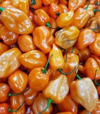 Chilli Bhut Jolokia oranžové - Capsicum chinense - semena chilli - 15 ks