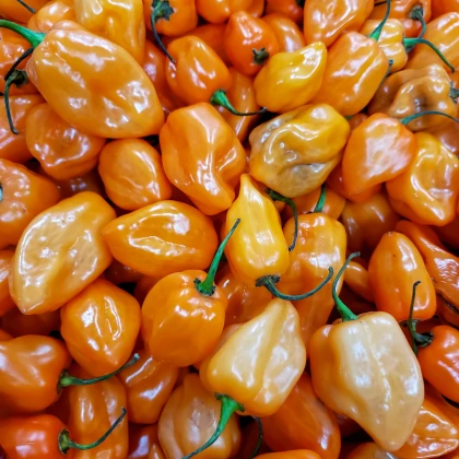 Chilli Bhut Jolokia oranžové - Capsicum chinense - semena chilli - 15 ks