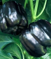 Paprika fialová kráska - Semena papriky tmavě fialové - 9 ks