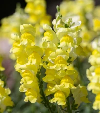 Hledík větší žlutý - Antirrhinum majus - semena hledíku - 20 ks