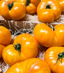 BIO Rajče Brandywine žluté - Solanum lycopersicum - bio semena rajčete - 7 ks