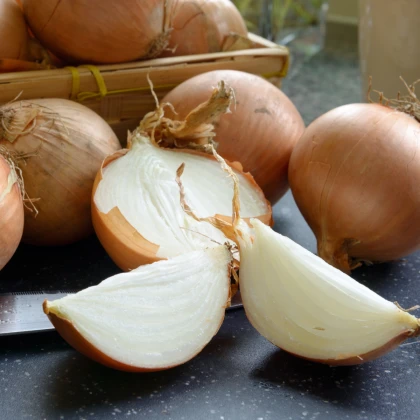 BIO Cibule sazečka Contado F1 - Allium cepa - bio cibulky - 50 ks