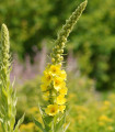 Divizna sápovitá - Verbascum phlomoides - semena divizny - 0,1 g