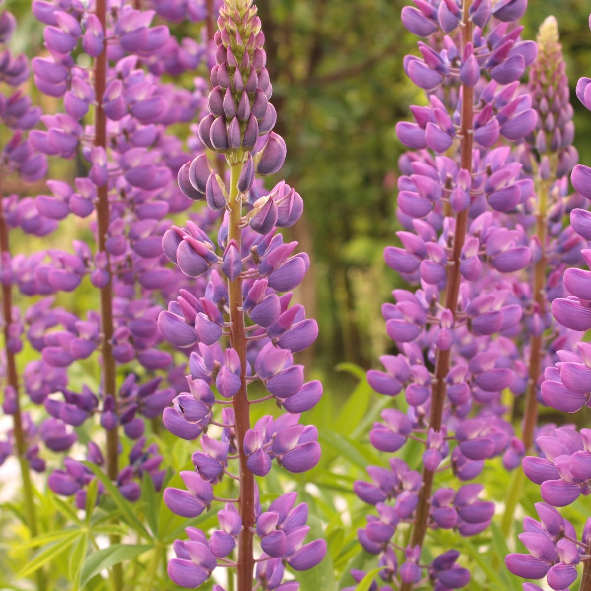 Lupina mnoholistá Chatelaine - Lupinus polyphyllus - semena - 30 Ks