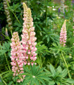 Lupina mnoholistá Russel Schlossfrau Rosa - Lupinus polyphyllus - semena lupiny - 30 ks