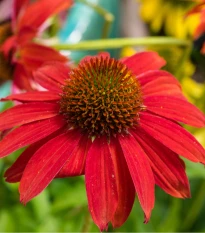 Třapatkovka Red Magnus - Echinacea - prostokořenné sazenice třapatkovky - 1 ks
