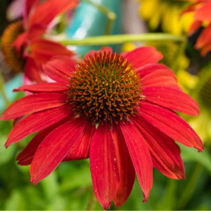 Třapatkovka Red Magnus - Echinacea - prostokořenné sazenice třapatkovky - 1 ks