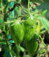 BIO Rajče Green Tiger - Solanum lycopersicum - bio semena rajčete - 7 ks
