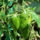 BIO Rajče Green Tiger - Solanum lycopersicum - bio semena rajčete - 7 ks