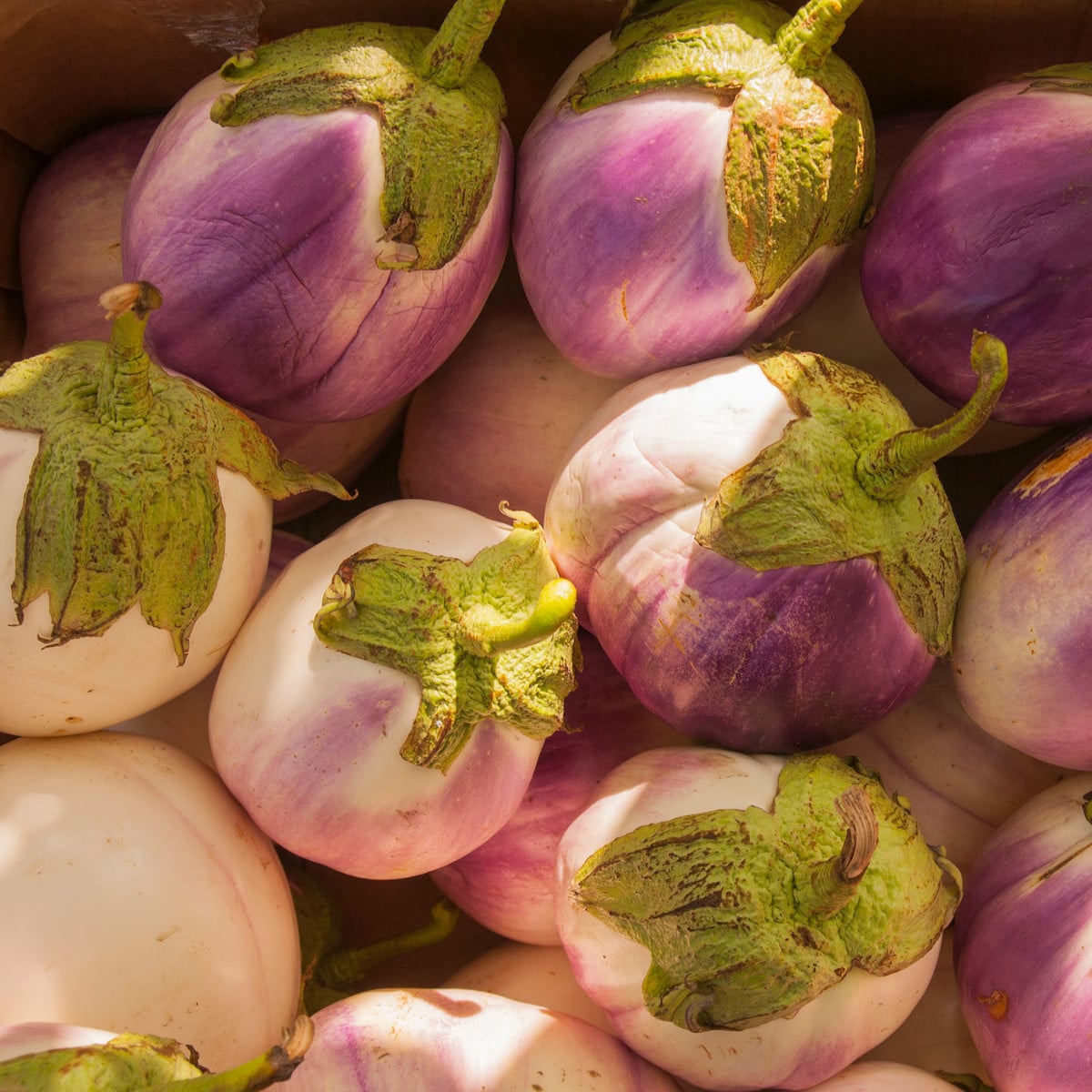 BIO Lilek Rosa Bianca - Solanum melongena - bio semena lilku - 20 ks