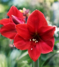 Hvězdník Red Lion - Hippeastrum - cibule hvězdníku - 1 ks