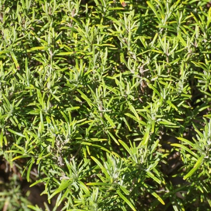 Rozmarýn lékařský Rosita - Rosmarinus officinalis - semena rozmarýnu - 50 ks