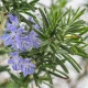 BIO Rozmarýn lékařský - Rosmarinus officinalis - bou semena rozmarýnu - 30 ks