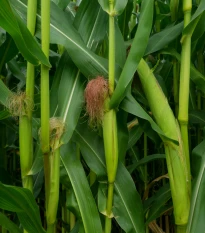 BIO Kukuřice pukancová Cinema - Zea mays - bio semena kukuřice - 15 ks