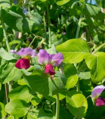 BIO Hrách cukrový Golden Sweet - Pisum sativum - bio semena hrachu - 35 ks