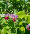 BIO Hrách cukrový Golden Sweet - Pisum sativum - bio semena hrachu - 35 ks