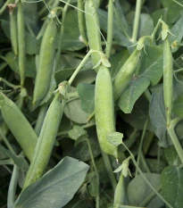 BIO Hrách dřeňový Maxigolt - Pisum sativum - bio semena hrachu - 35 ks