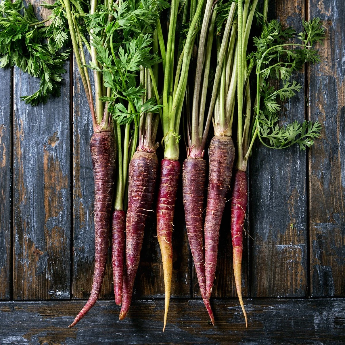 BIO Mrkev fialová Lila Lu SG - Daucus carota - bio semena mrkve - 200 ks