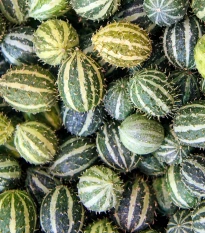 Okurka angreštová - Cucumis myriocarpus - semena okurky - 6 ks