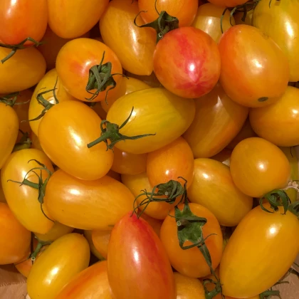 Rajče Artisan Blush Tiger - Solanum lycopersicum - semena rajčete - 6 ks
