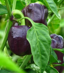 BIO Paprika Babybell chocolate - Capsicum annuum - bio semena papriky - 10 ks