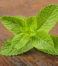 BIO Máta klasnatá - Mentha viridis - bio semena máty - 25 ks