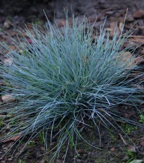 Kostřava walliská Buddy Blue - Festuca valesiaca - semena kostřavy - 20 ks