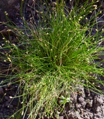 Isolepis Live Wire - Isolepis cernua - semena okrasných trav - 10 ks