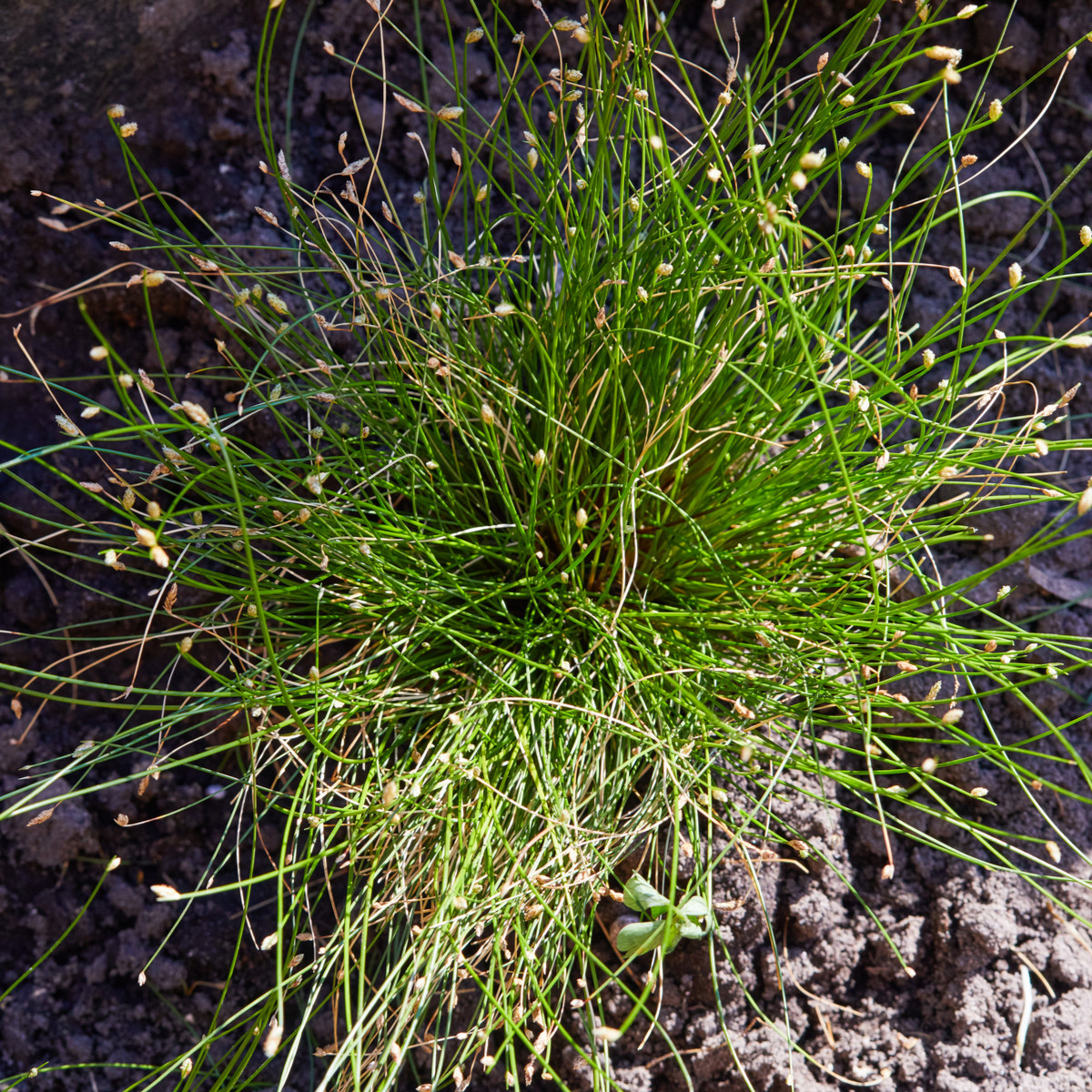 Isolepis Live Wire - Isolepis cernua - semena okrasných trav - 10 ks