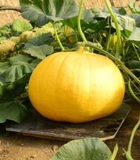 Tykev Gele Reuzen - Cucurbita maxima - semena tykve - 5 ks