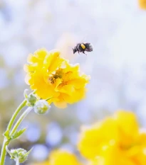 Kuklík Goldball - Geum chiloense - semena kuklíku - 20 ks