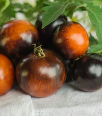 BIO Rajče tyčkové cherry Brown Berry - Solanum lycopersicum - bio semena rajčete - 7 ks