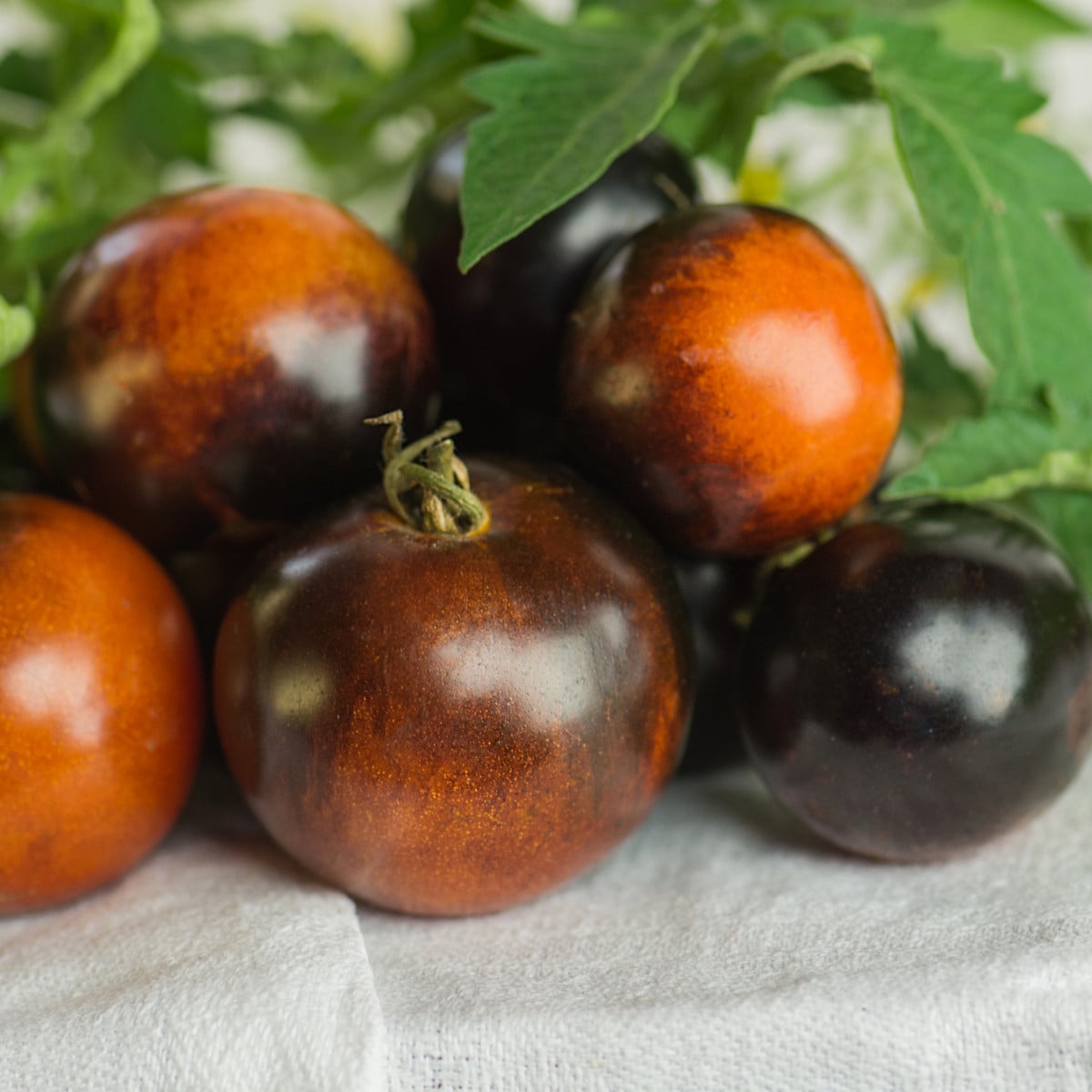 BIO Rajče tyčkové cherry Brown Berry - Solanum lycopersicum - bio semena rajčete - 7 ks