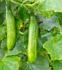 BIO Okurka salátová Picolino F1 - Cucumis sativus - bio semena okurky - 4 ks