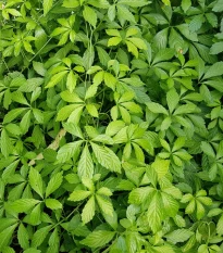 Ženšen pětilistý - Gynostemma pentaphyllum - semena ženšenu - 7 ks