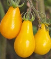 Rajče Žlutá hruška - Solanum lycopersicum - semena rajčete - 6 ks